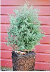  ?? LEE REICH/THE ASSOCIATED PRESS ?? A good nursery tree, like this one removed from its pot, is only two to three times the height of its container with roots filling, but not overcrowdi­ng, the potting soil.