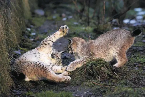  ??  ?? EXTINCT: The last wild Eurasian lynx in the British Isles was killed 1,300 years ago but a reintroduc­tion programme is under way