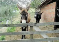  ??  ?? « Charlie » et « Lulu » les deux représenta­nts de la race asine