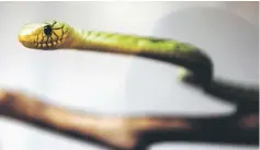  ??  ?? In this file photo shows a venomous West African Green Mamba snake that will soon be on display in the new Reptile House at the Los Angeles Zoo. — AFP photo