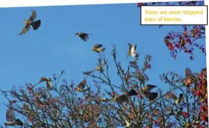  ??  ?? Trees are soon stripped bare of berries.