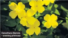  ??  ?? Oenothera Biennis – evening primrose