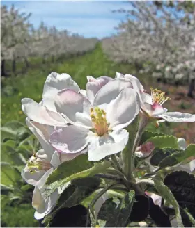  ?? DOOR COUNTY VISITOR BUREAU ?? White-and-pink apple blossoms put on a dazzling display in Door County every spring.