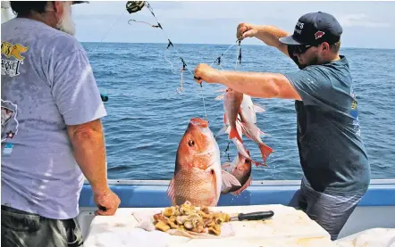  ??  ?? Buddy Guindon’s son pulls red snapper out of the Gulf in May. Guindon is allowed to take about 300,000 pounds of snapper a year.