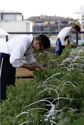  ??  ?? Urban odling håller på att bli ett begrepp också i Helsingfor­s. På restaurang Savoy i centrum har man redan en längre tid utnyttjat uterummen till att odla kryddgrönt för köket.