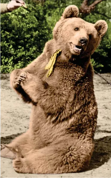  ??  ?? Grizzled veteran: Wojtek seeing out his days at Edinburgh Zoo and, top left, sparring with an army comrade