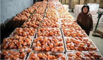  ??  ?? Xiuli with crates of oranges at her warehouse in Baojing county, in central China’s Hunan province.