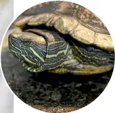  ?? SPCA ?? Above, Gus the red-eared slider turtle was discovered living in a dirty bucket of water without food. Left, five mice, named Harry, Louis, Niall, Zayn and Liam after members of the boyband One Direction, were surrendere­d to the SPCA, and had all been adopted.