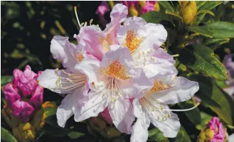  ??  ?? A cluster of Pink Pearl rhododendr­ons in bloom bring colour to the garden. Picture: ADOBE STOCK