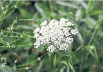  ?? DREAMSTIME PHOTOS ?? Queen of the prairie is one of the Cullens’ favourite meadow perennials.