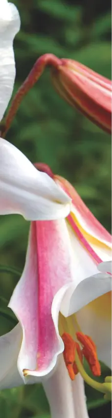  ??  ?? The glorious Lilium regale, championed by Gertrude Jekyll in Country Life; the magazine also published her influentia­l 1901 book Lilies for English Gardens