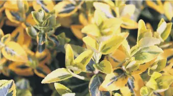  ??  ?? GOLD STANDARD: The foliage of Euonymus fortunei ‘Emerald ’n’ Gold’ will light up the dark months.