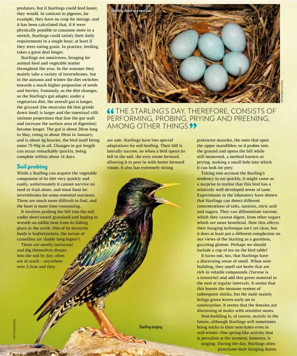  ??  ?? Starling clutch in a nest box Starling singing