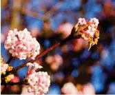  ??  ?? In the pink: sweet-smelling viburnum