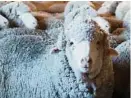  ?? Guy Frederick / New York Times ?? Merino sheep await shearing on a spring afternoon at Galloway Station, a farm in New Zealand.