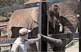  ?? BEN MARGOT/AP ?? A zookeeper feeds an elephant a treat in April at the Oakland Zoo in California.