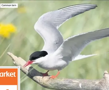  ??  ?? Common tern