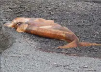  ?? THE CANADIAN PRESS ?? A dead right whale in western Newfoundla­nd. Ten have died in the region.