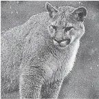  ?? COLORADO DIVISION OF WILDLIFE ?? A mountain lion east of Wellington was shot and killed after it attacked several livestock animals.