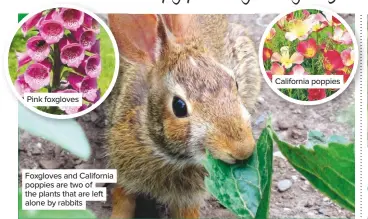  ??  ?? Pink foxgloves Foxgloves and California poppies are two of the plants that are left alone by rabbits California poppies