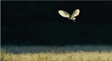  ??  ?? BELOW A barn owl hovers above the grazing marshes using hearing as much as sight to locate its prey