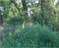  ??  ?? Yellow lupine mingles with vetch at Verbena Fields.