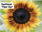  ?? ?? Sunflower ‘Tiger Eye’