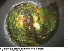  ??  ?? A Cretaceous period ammonite from Canada shimmers under the light.