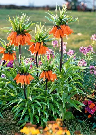  ??  ?? Hoods of Fritillari­a imperialis ‘Rubra’ hang down to greet the deep purple globes of tulips opening up beneath them among thick, pointed leaves.