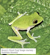  ?? ?? Moore’s Shrub Frog/ Image courtesy Buddhika Mawella