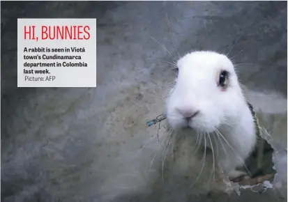  ?? Picture: AFP ?? A rabbit is seen in Viotá town’s Cundinamar­ca department in Colombia last week.