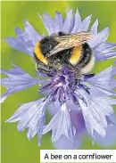  ??  ?? A bee on a cornflower