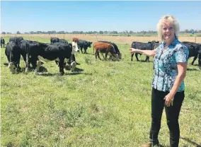  ??  ?? Animal geneticist Alison Van Eenennaam of the University of California, Davis, points to a group of dairy cattle bred to be hornless, thanks to gene editing. The company behind the gene editing, Recombinet­ics, says the new traits could ease animal suffering and improve productivi­ty.