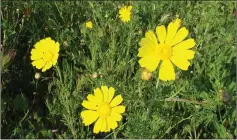  ??  ?? Edible Chrysanthe­mum coronarium leaves are used in soups and steamboat dishes.