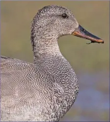  ??  ?? Male Gadwall in breeding plumage display a striking pattern on their breasts.