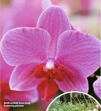  ??  ?? Moth orchids have long flowering periods