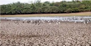  ??  ?? File picture of drought affected paddy lands