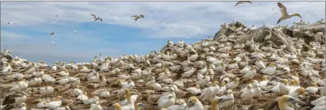  ??  ?? The gannet colony on the Saltee Islands.