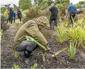  ?? BRADEN FASTIER/STUFF ?? Inland Revenue and Ministry of Business, Innovation and Employment staff in Nelson planted trees at Tahunanui Beach during their strike.