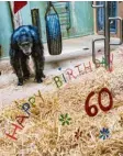  ?? Foto: dpa ?? Schimpanse Jonny aus dem Zoo Saar‰ brücken feierte gerade seinen 60. Ge‰ burtstag. Er ist einer der ältesten Schim‰ pansen der Welt.