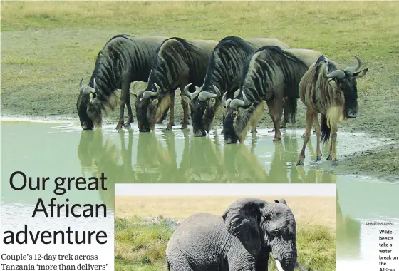  ?? CHRISTINA JONAS ?? Wildebeest­s take a water break on the African plain.