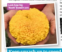  ??  ?? Look how big ‘Kushi’ flowers are