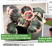  ??  ?? Never be in a hurry to move pelargoniu­ms into a larger pot It starts with selecting strong, short cu ings