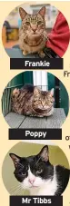  ?? ?? Poppy