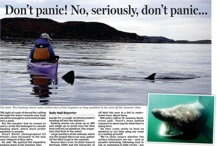  ??  ?? Up close: The basking shark came within feet of this kayaker as they paddled in the seas off the Summer Isles Gentle giant: Basking sharks feed on plankton
