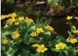  ??  ?? Consider native marsh marigolds, water iris and Joe Pye Weed.