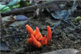  ??  ?? Poison Fire Coral, one of world’s deadliest fungus species, has been found in north Queensland, a long way from its usual home in Japan and Korea. Photograph: Ray Palmer