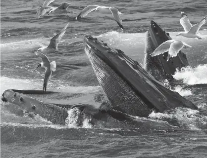  ??  ?? ABOVE: Humpback whales feed at the Stellwagen Bank National Marine Sanctuary off Cape Cod near Provinceto­wn, Mass. A new study explains how the baleen whale family, which includes humpback whales, grew seemingly suddenly only a few million years ago...