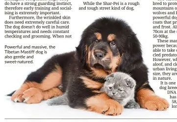  ??  ?? Powerful and massive, the Tibetan Mastiff dog is also gentle and sweet-natured.