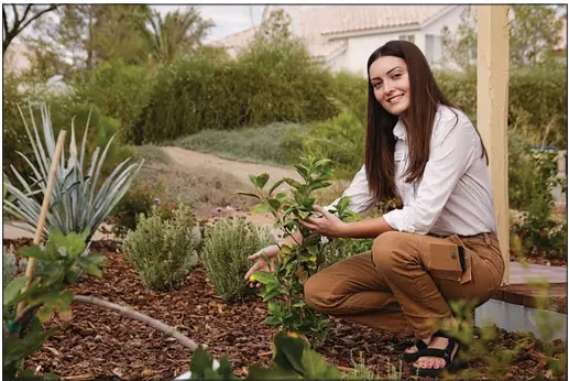  ?? WADE VANDEVORT PHOTOS ?? Lauren Mcgue, manager of the UNR Extension’s Botanic Gardens, inspects a Meyer lemon tree Aug. 9 at the facility on Windmill Lane in Las Vegas. Her goal is to show local residents that it’s possible to have an attractive yard despite severe regulation­s on water usage amid a decadeslon­g drought.